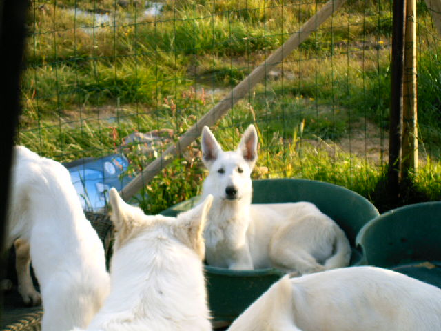 Publication : du domaine de pegase Auteur : evelyne