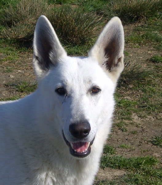 Publication : du domaine de pegase Auteur : evelyne