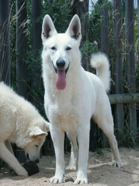 Publication : du domaine de pegase Auteur : evelyne