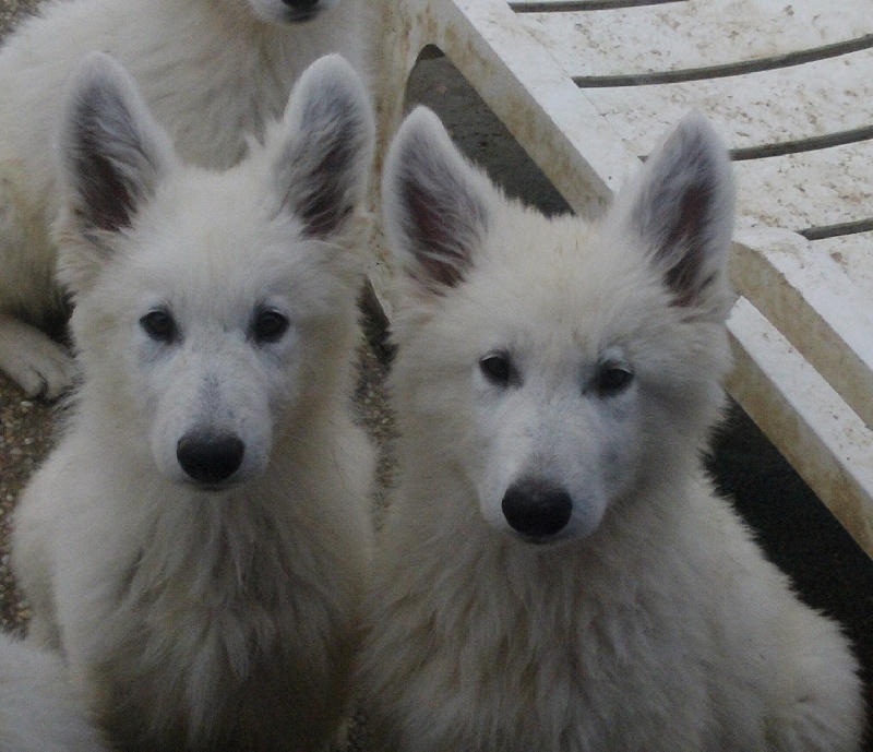 Publication : du domaine de pegase Auteur : evelyne feeling