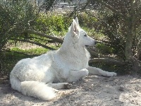 Publication : du domaine de pegase Auteur : evelyne