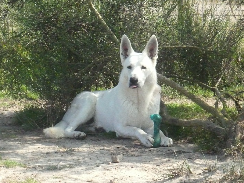 Publication : du domaine de pegase Auteur : evelynr