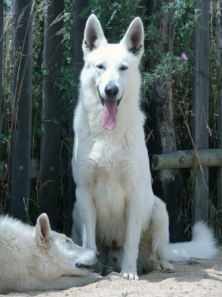 Publication : du domaine de pegase Auteur : evelyne