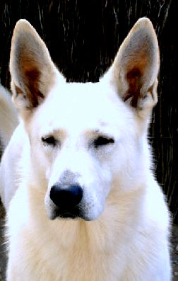 Publication : du domaine de pegase Auteur : evelynr