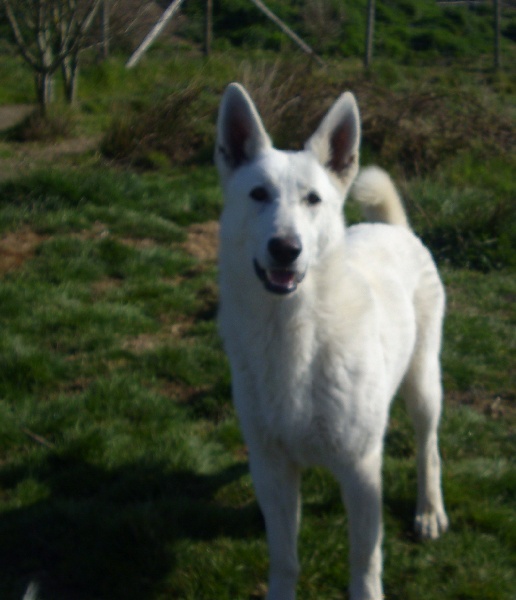 Publication : du domaine de pegase Auteur : evelyne