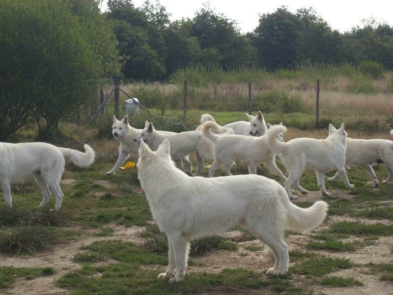 Publication : du domaine de pegase Auteur : evelyne