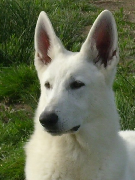 Publication : du domaine de pegase Auteur : evelyne