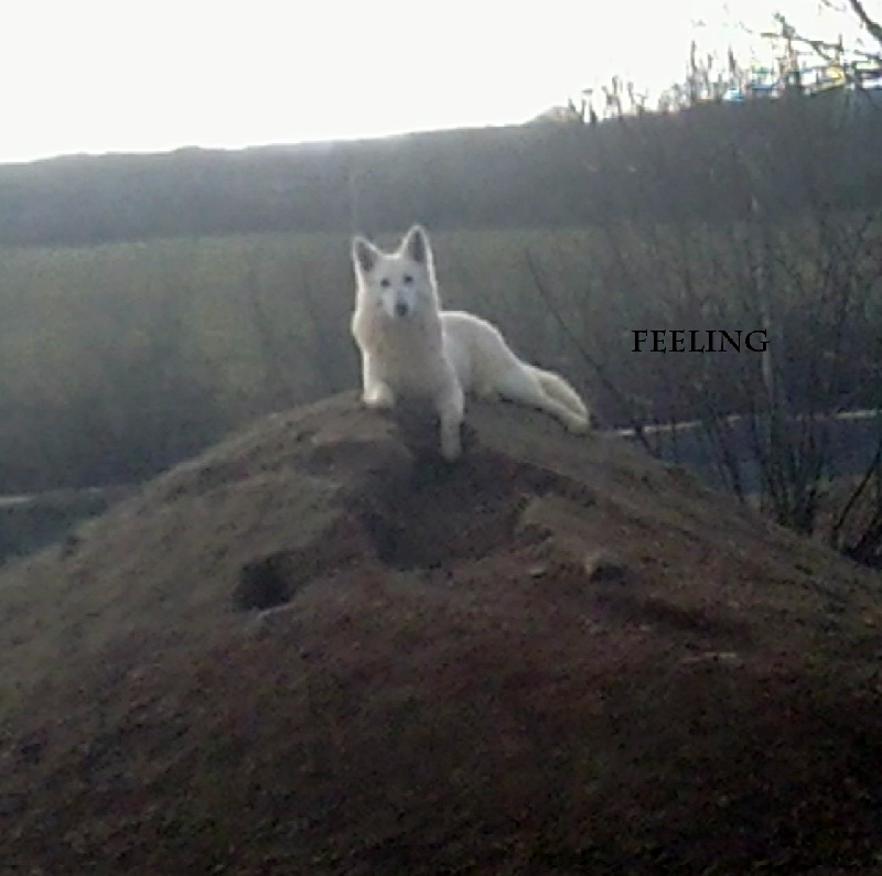 Publication : du domaine de pegase Auteur : evelyne feeling