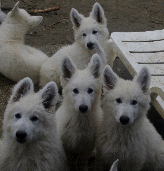 Publication : du domaine de pegase Auteur : evelyne feeling