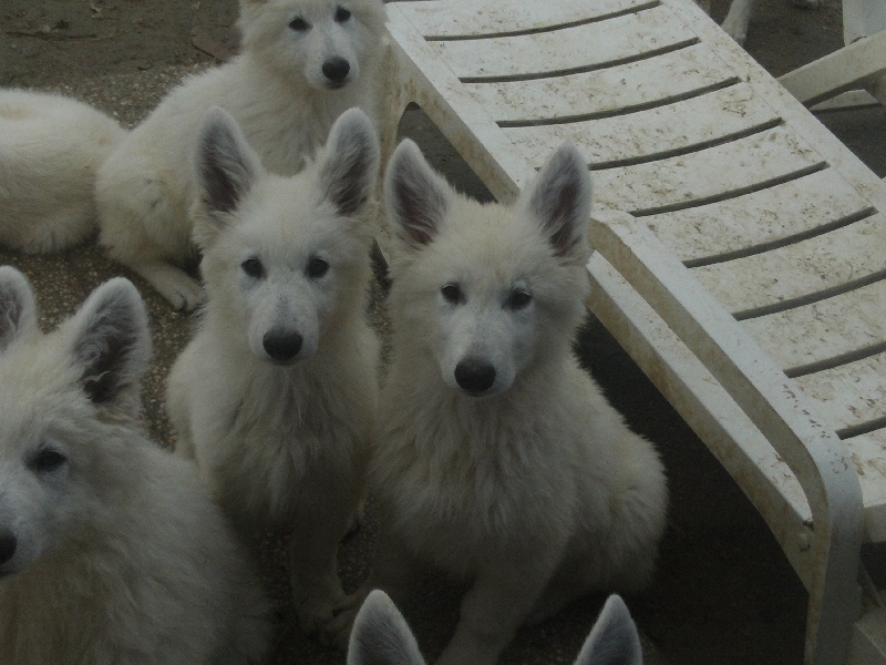 Publication : du domaine de pegase Auteur : evelyne feeling