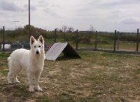 Publication : du domaine de pegase Auteur : evelyne