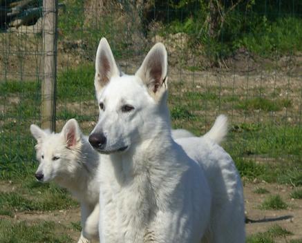 Publication : du domaine de pegase Auteur : evelyne