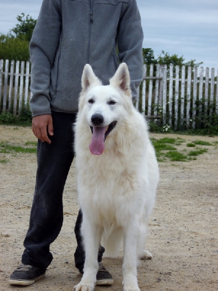 Publication : du domaine de pegase Auteur : evelyne