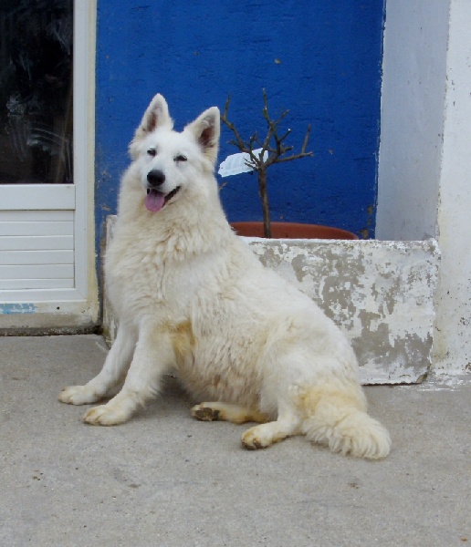 Publication : du domaine de pegase Auteur : evelyne feeling