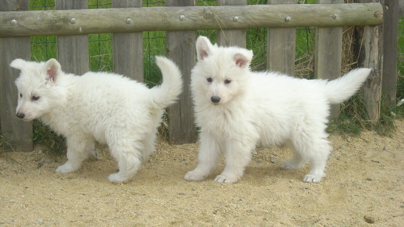 Publication : du domaine de pegase Auteur : evelyne feeling