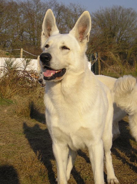 Publication : du domaine de pegase Auteur : evelynr