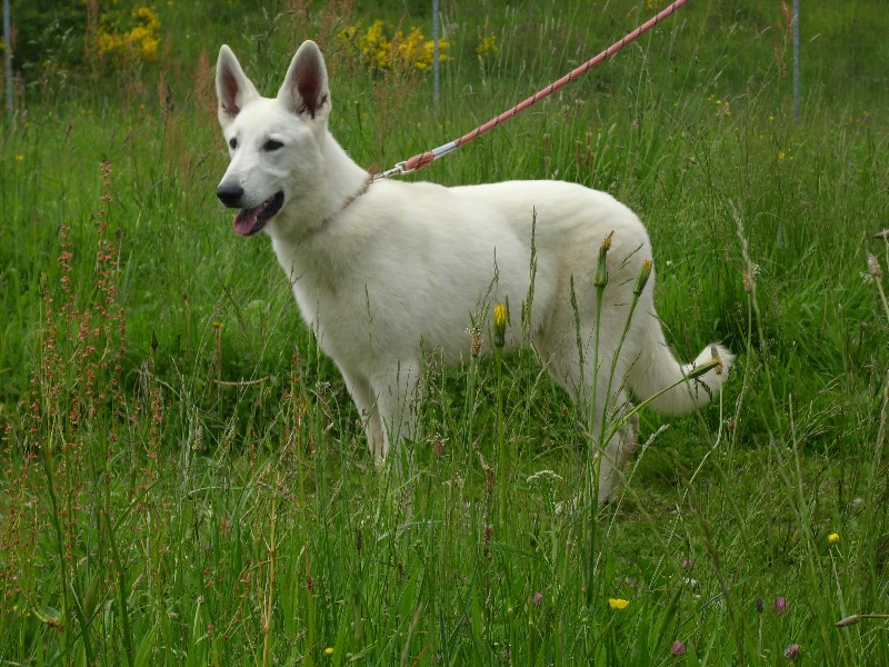 Publication : du domaine de pegase Auteur : evelyne