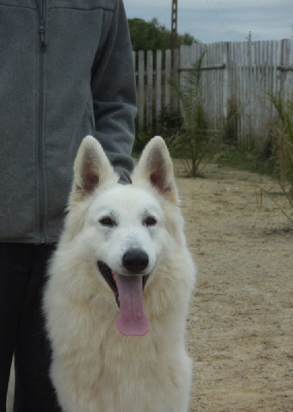 Publication : du domaine de pegase Auteur : evelyne