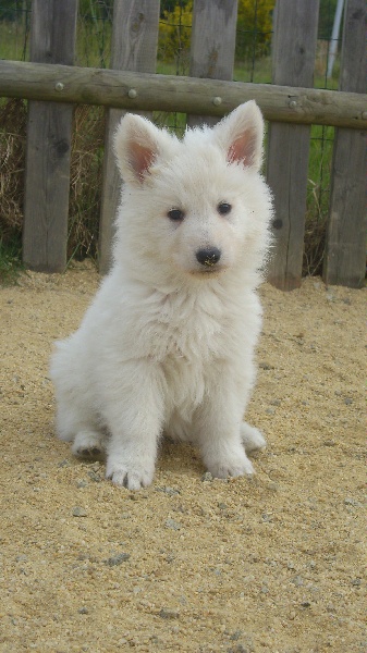 Publication : du domaine de pegase Auteur : evelyne feeling