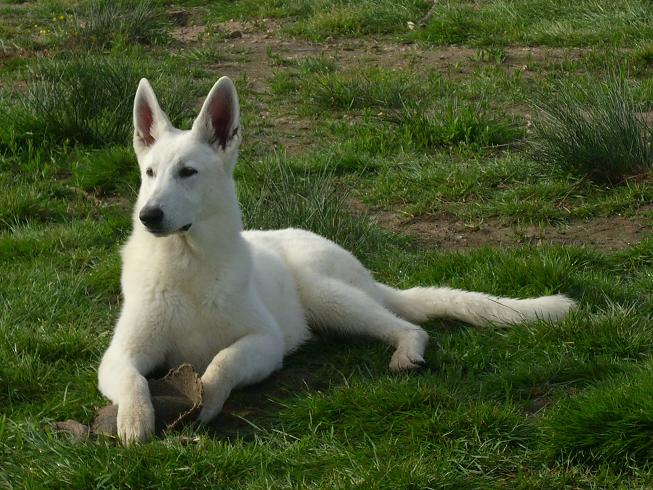 Publication : du domaine de pegase Auteur : evelyne