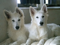 Publication : du domaine de pegase Auteur : evelyne