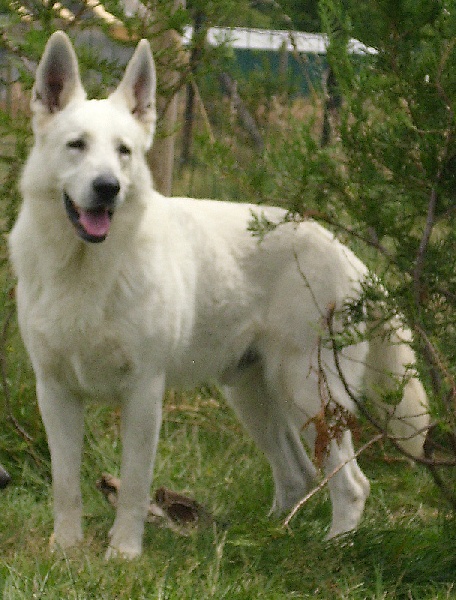 Publication : du domaine de pegase Auteur : evelynr