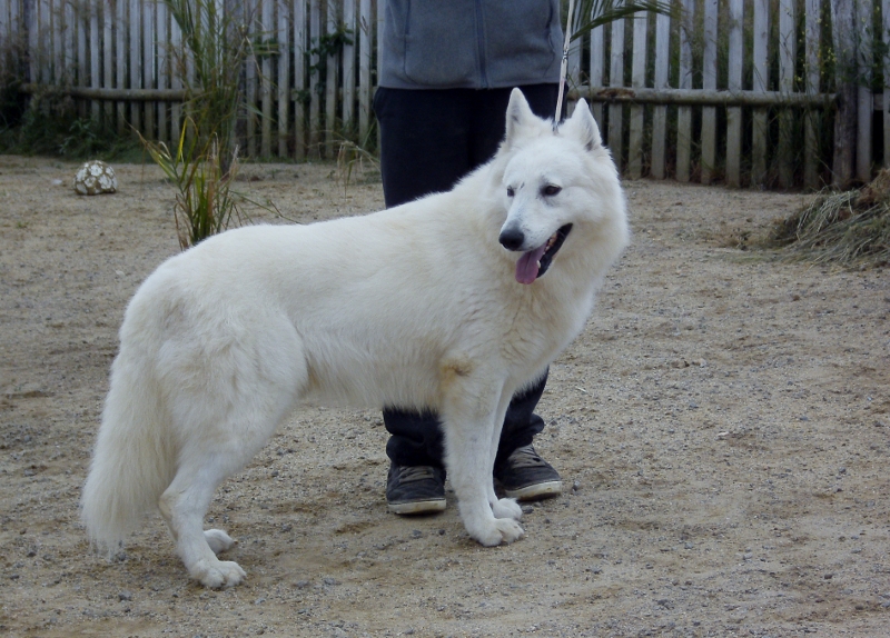 Publication : du domaine de pegase Auteur : evelyne