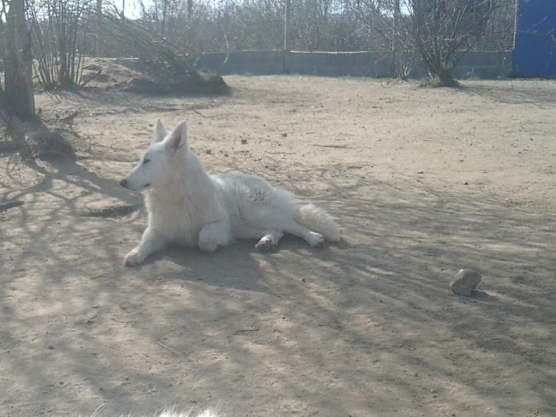 Publication : du domaine de pegase Auteur : evelyne feeling