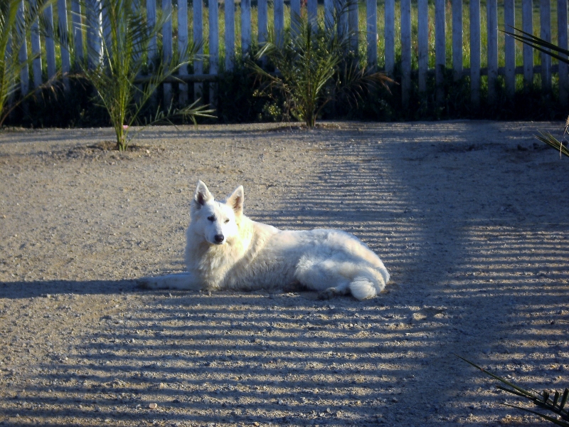 Publication : du domaine de pegase Auteur : evelyne feeling