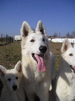 Publication : du domaine de pegase Auteur : evelyne