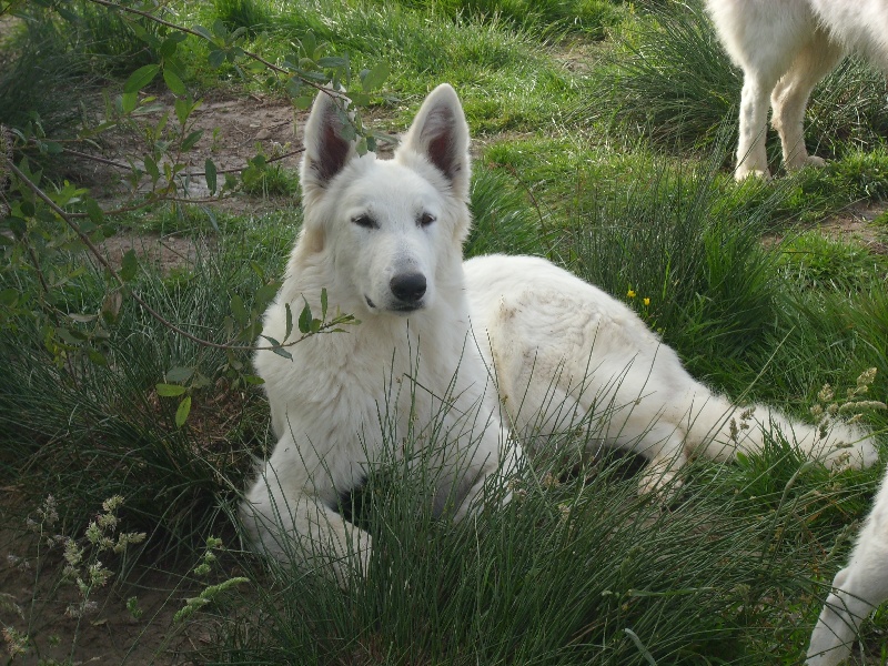 Publication : du domaine de pegase Auteur : evelyne