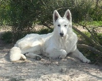 Publication : du domaine de pegase Auteur : evelyne