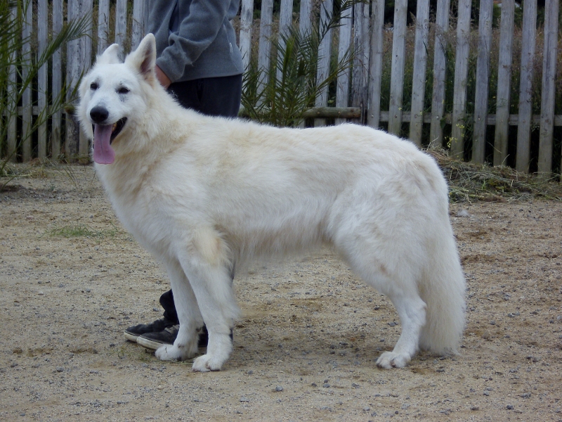 Publication : du domaine de pegase Auteur : evelyne