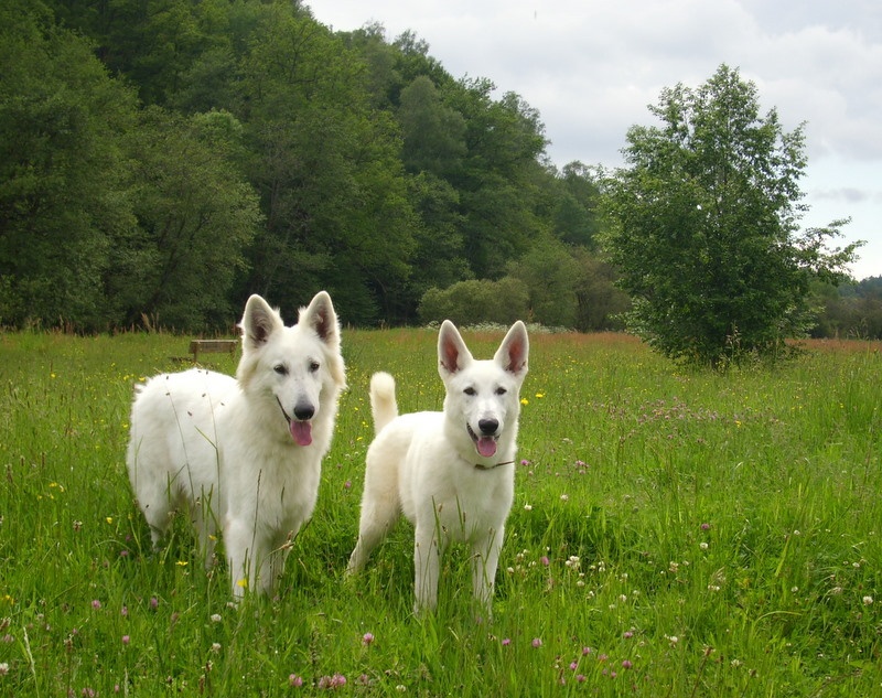Publication : du domaine de pegase Auteur : evelyne