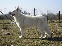 Publication : du domaine de pegase Auteur : evelyne