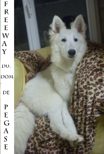 Publication : du domaine de pegase Auteur : evelyne feeling