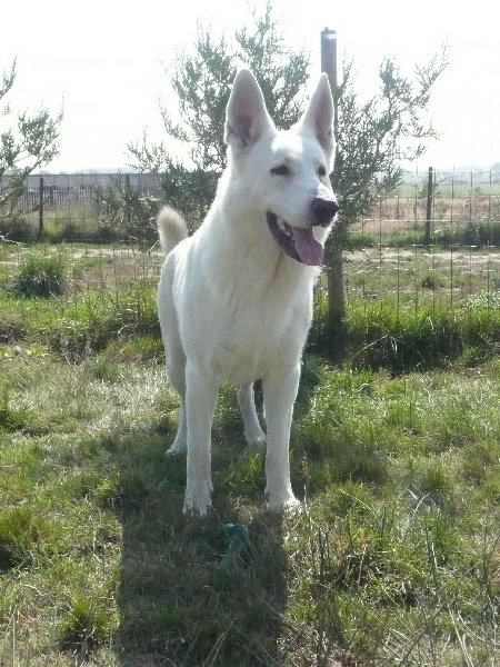 Publication : du domaine de pegase Auteur : evelynr