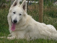 Publication : du domaine de pegase Auteur : evelyne