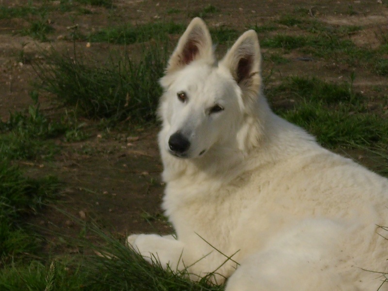 Publication : du domaine de pegase Auteur : evelyne