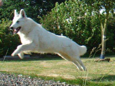 Publication : du domaine de pegase Auteur : evelyne