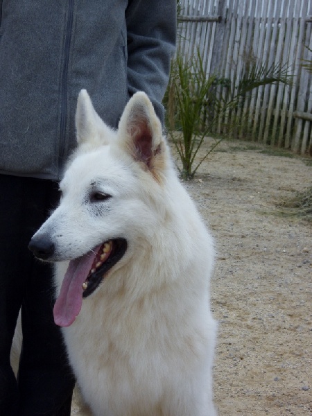 Publication : du domaine de pegase Auteur : evelyne