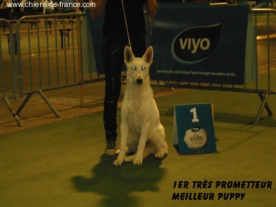 Cupidon du domaine de pegase - 1er très prometteur, Meilleur puppy; BOG 4 °plus beau puppy sur ring d' honneur