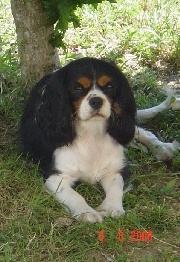 Bambou Des fripouilles du moulin