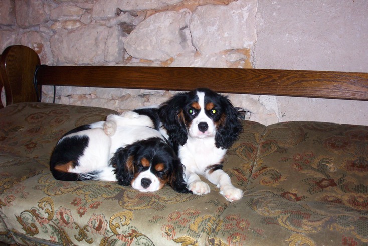 Publication : Des fripouilles du moulin