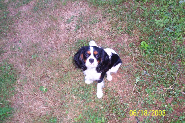 Publication : Des fripouilles du moulin