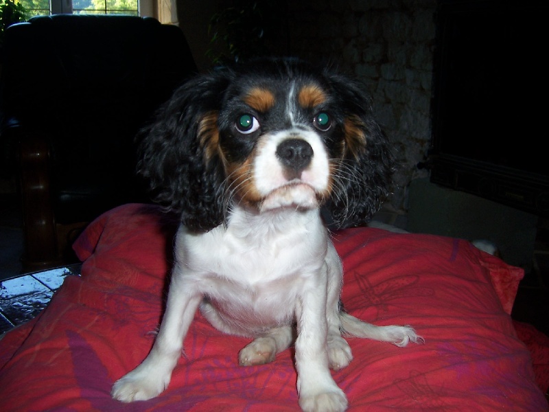 Bambou Des fripouilles du moulin