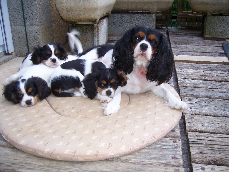 Bambou Des fripouilles du moulin