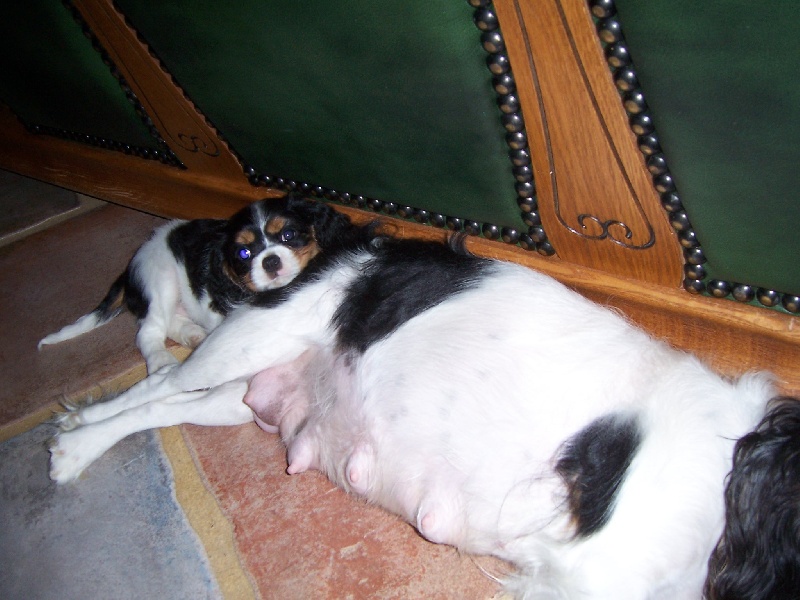 Bambou Des fripouilles du moulin