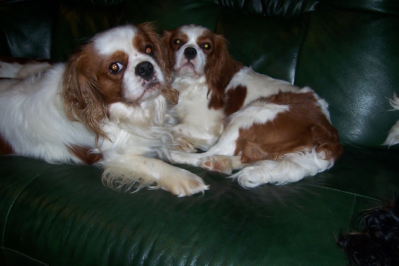 Publication : Des fripouilles du moulin