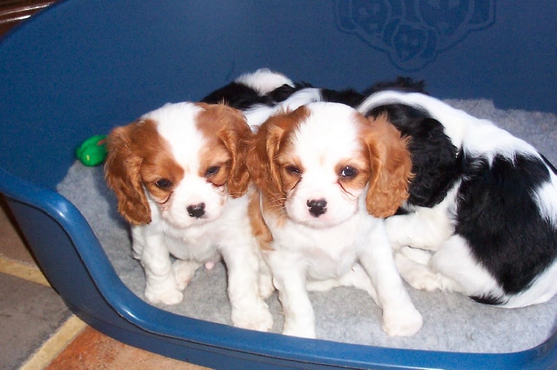 Vésuve dit achille Des fripouilles du moulin